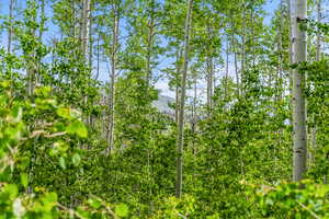 View of nature