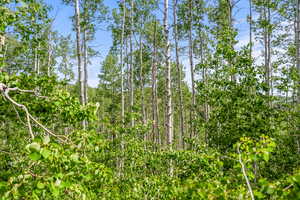View of local wilderness