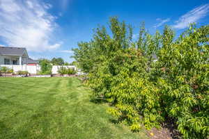 Fruit Tree: Pear, Apple, & Peach.Exterior Photos taken from previous season.