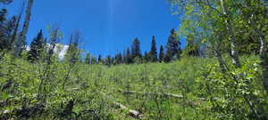 South facing view. Property boundary about 30 feet inside backdrop pines.