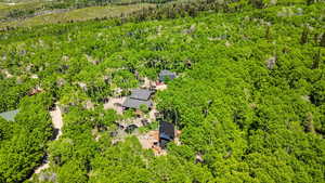 Drone / aerial view of a forest