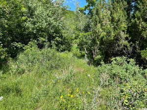 View of nature featuring a view of trees