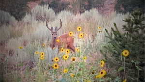 Exterior details featuring a view of trees