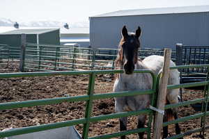 Horse in horse pasture