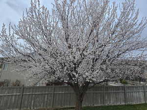 Awesome mature Apricot tree