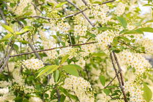Spring is here!  A great time to buy a house
