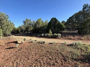 View of local wilderness