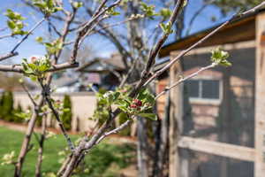Backyard fruit tree