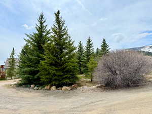 view of mature trees