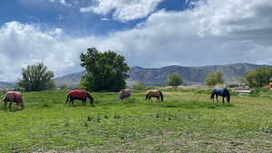Horses grazing in pasture, mountain view