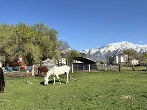 Horses grazing in pasture, mountain view