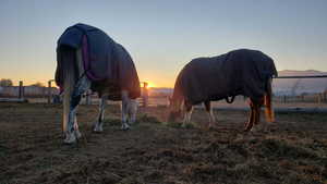Horses grazing at sunset