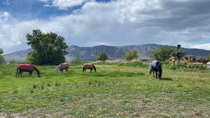 Horses grazing in pasture, mountain view