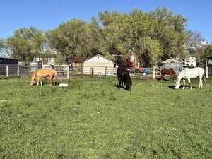 Horses grazing in pasture