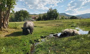 View of yard featuring a mountain view and a rural view