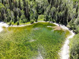 Drone / aerial view featuring a view of trees