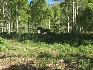 View of nature