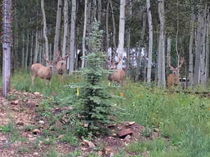 View of local wilderness