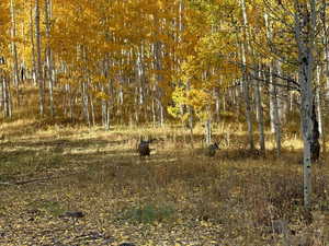 View of nature