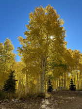 View of nature
