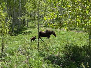 View of local wilderness