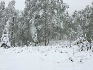 View of snow covered land featuring a view of trees