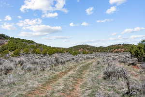 Middle canyon road with trees