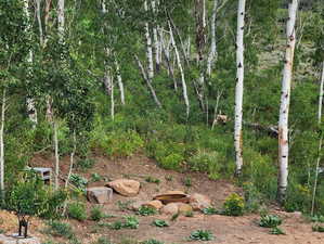 View of local wilderness