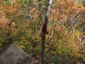 View of nature with a wooded view