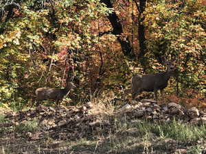 View of local wilderness