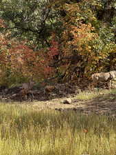 View of local wilderness