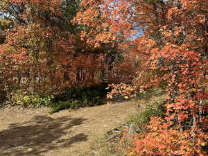 View of local wilderness with a view of trees