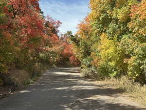 View of road featuring a forest view
