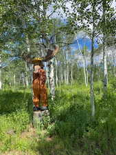 View of local wilderness