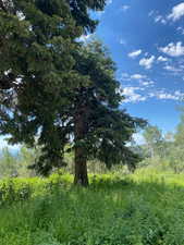 View of nature