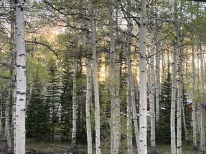 View of undeveloped land