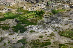View of local wilderness