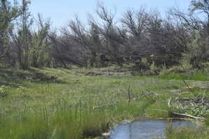 View of nature
