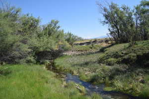 View of local wilderness