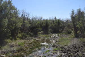 View of local wilderness featuring a wooded view