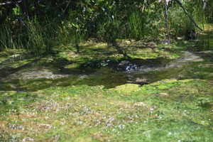 View of local wilderness