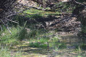 View of local wilderness