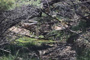 View of nature