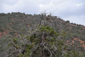 View of local wilderness with a view of trees