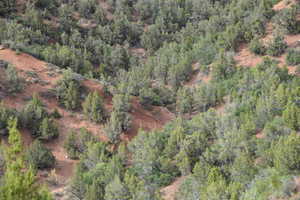Bird's eye view with a wooded view