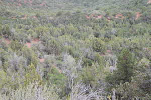 Bird's eye view with a forest view