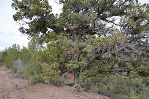 View of local wilderness