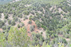 Drone / aerial view featuring a view of trees