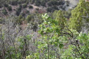 View of nature