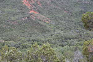 Aerial view featuring a view of trees